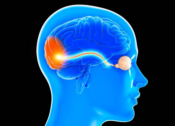 Neuro-Ophthalmology